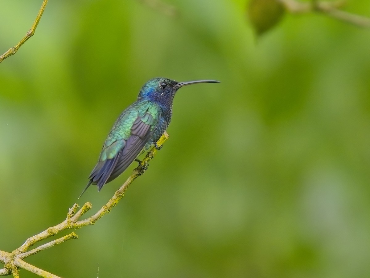 Colibrí Gorjizafiro - ML613974523