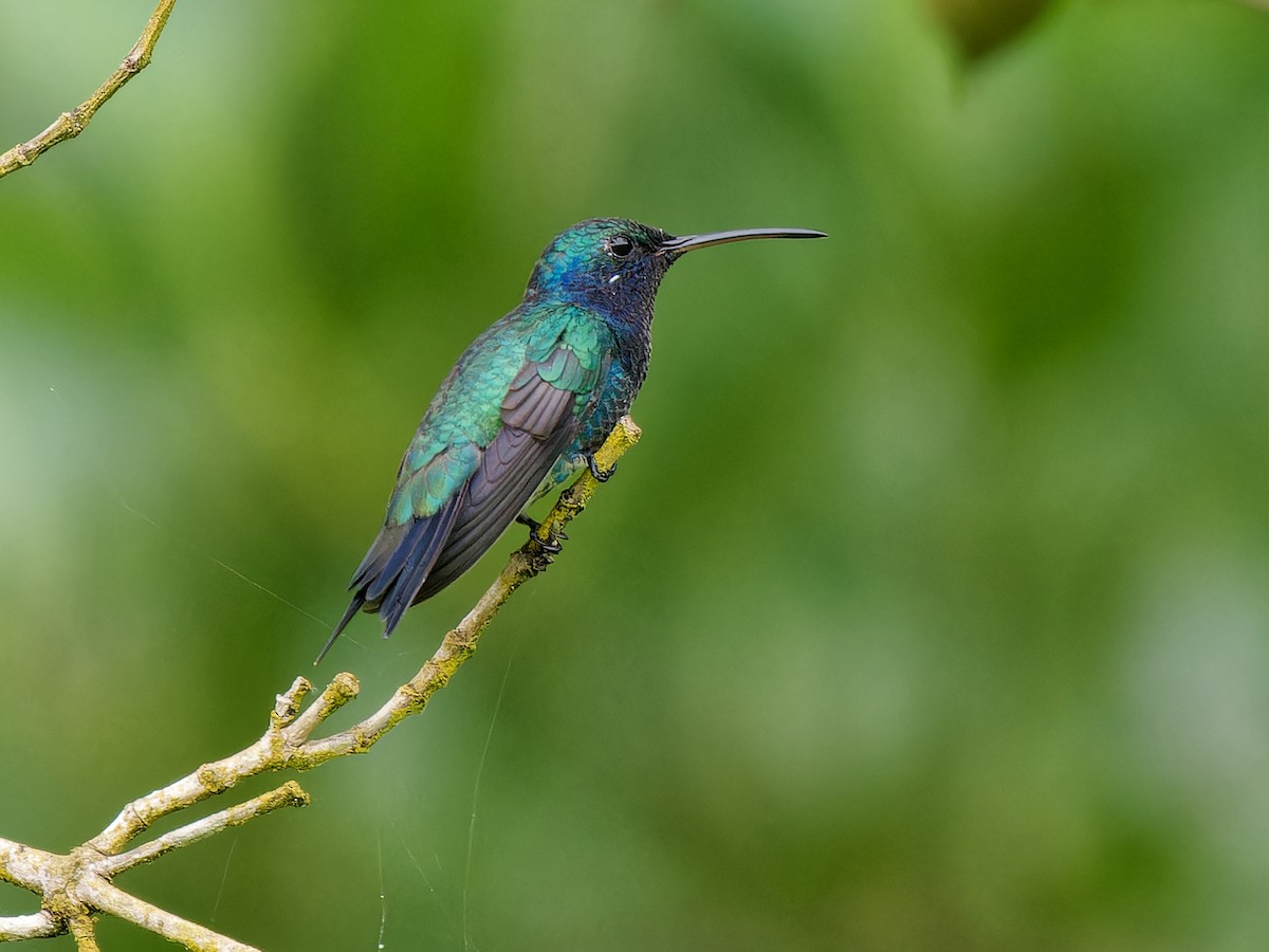 Sapphire-throated Hummingbird - Chris Allen