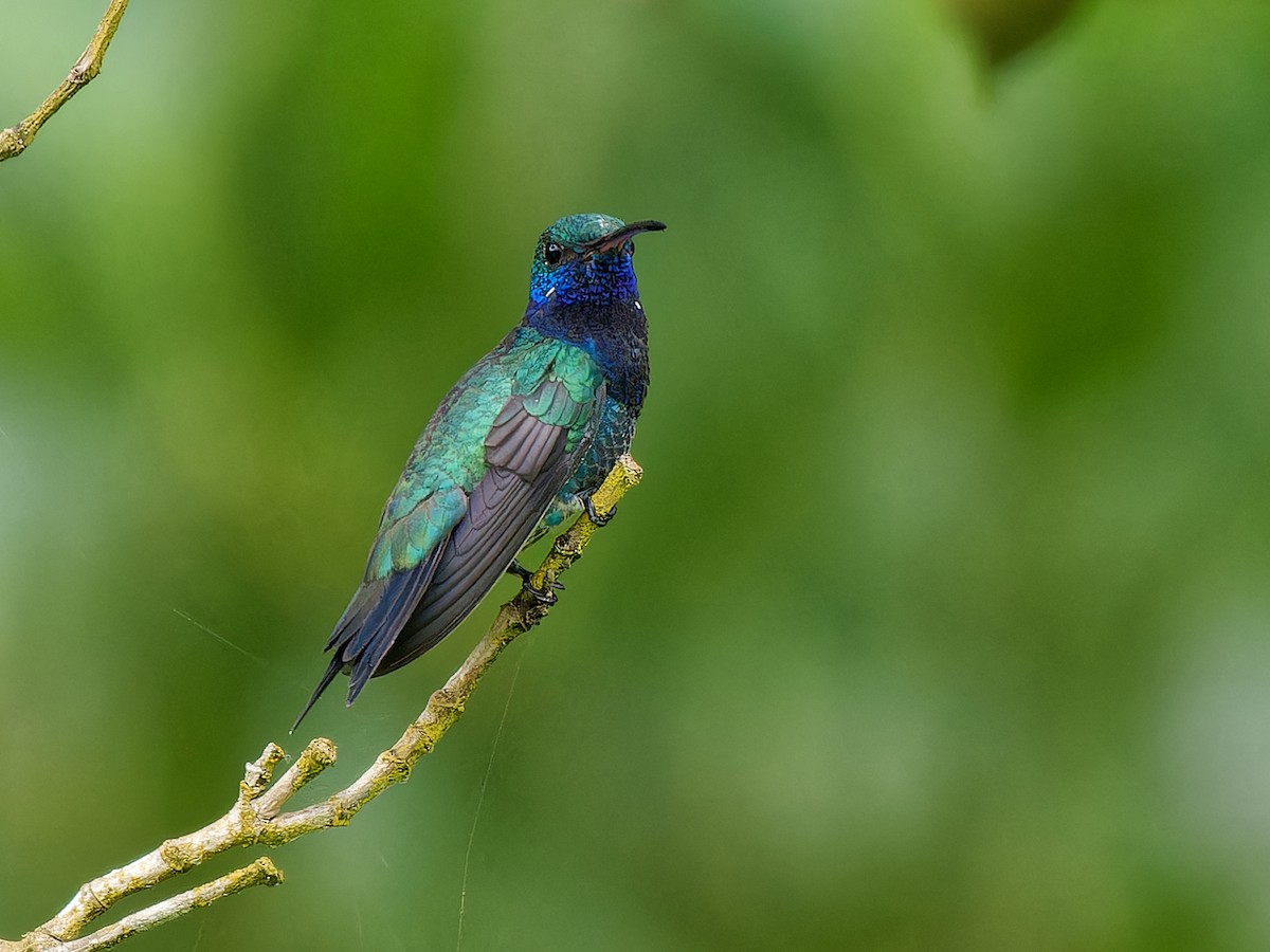 Colibrí Gorjizafiro - ML613974525