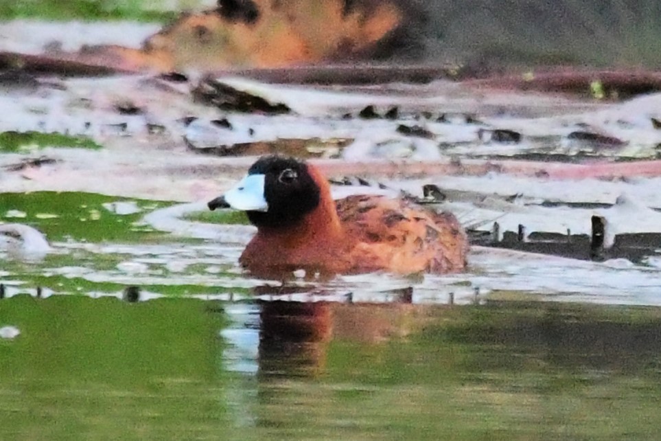 Masked Duck - Winston Poon