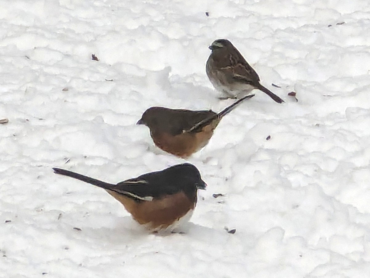 Eastern Towhee - Dotsie Millbrandt