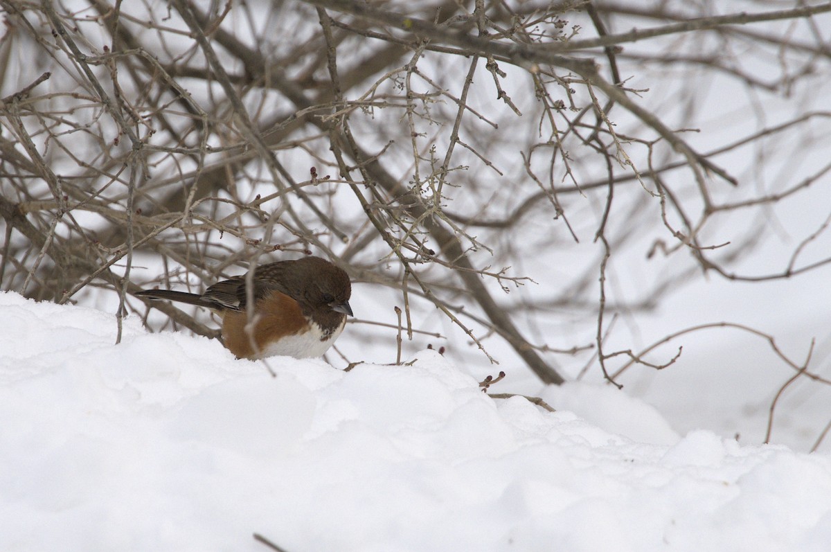 Eastern Towhee - Dotsie Millbrandt