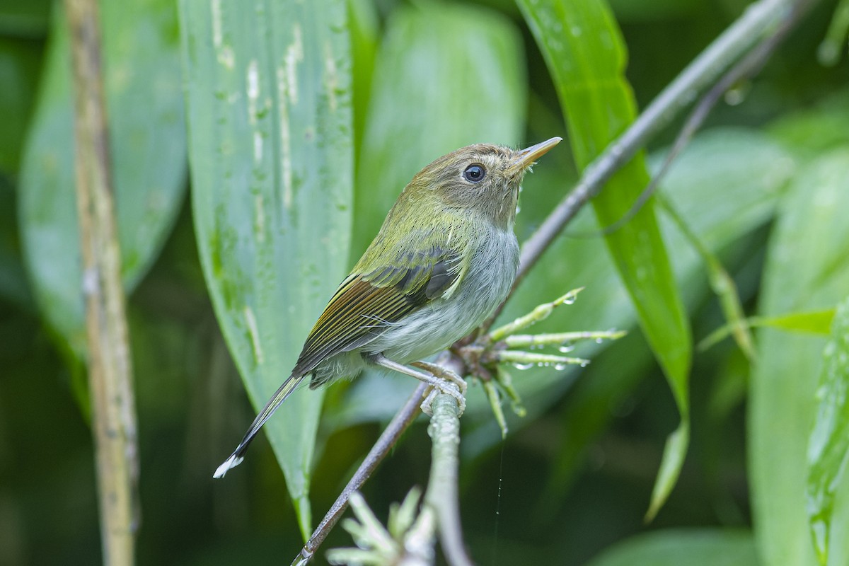 Fork-tailed Pygmy-Tyrant - ML613974668
