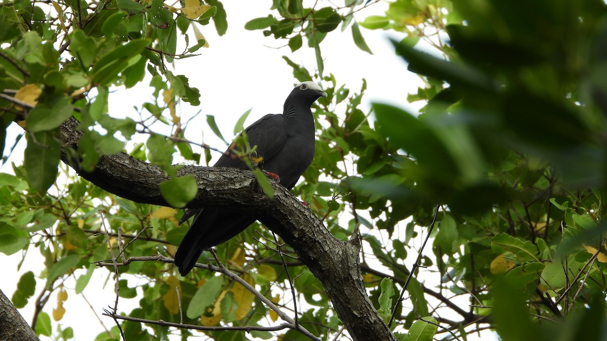 White-crowned Pigeon - ML613974699