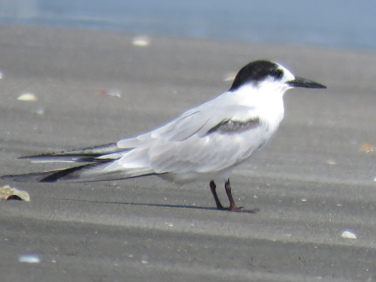 Common Tern - ML613974719