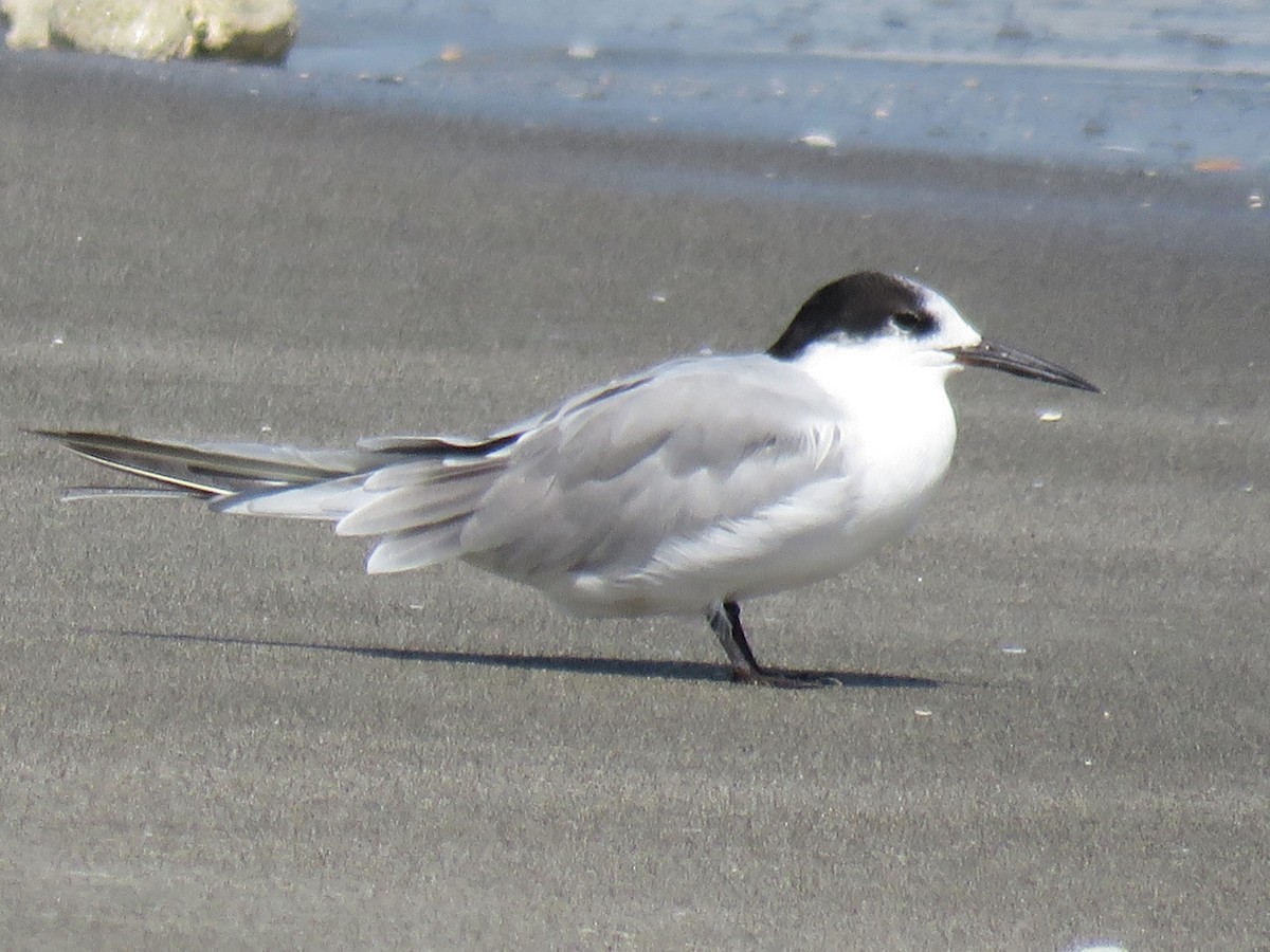 Common Tern - ML613974720