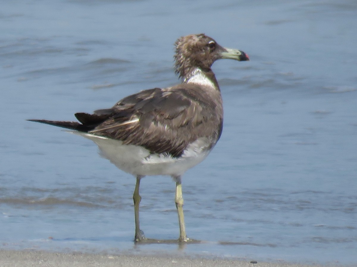 Sooty Gull - ML613974726