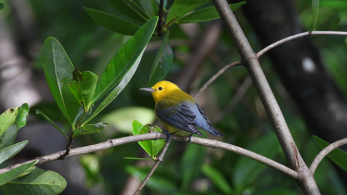 Prothonotary Warbler - ML613974746