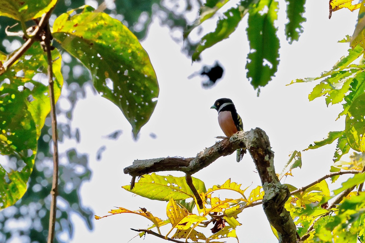 Black-and-yellow Broadbill - ML613974756