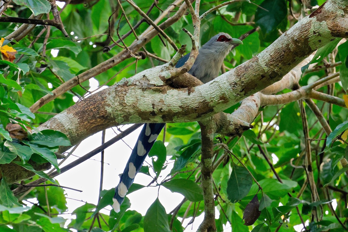 Green-billed Malkoha - Martin Hosier