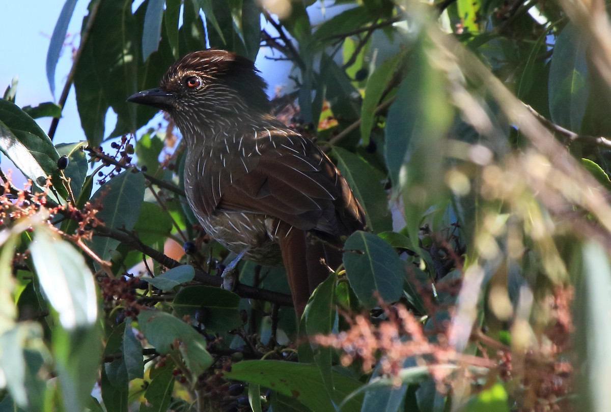 Striated Laughingthrush - ML613974821