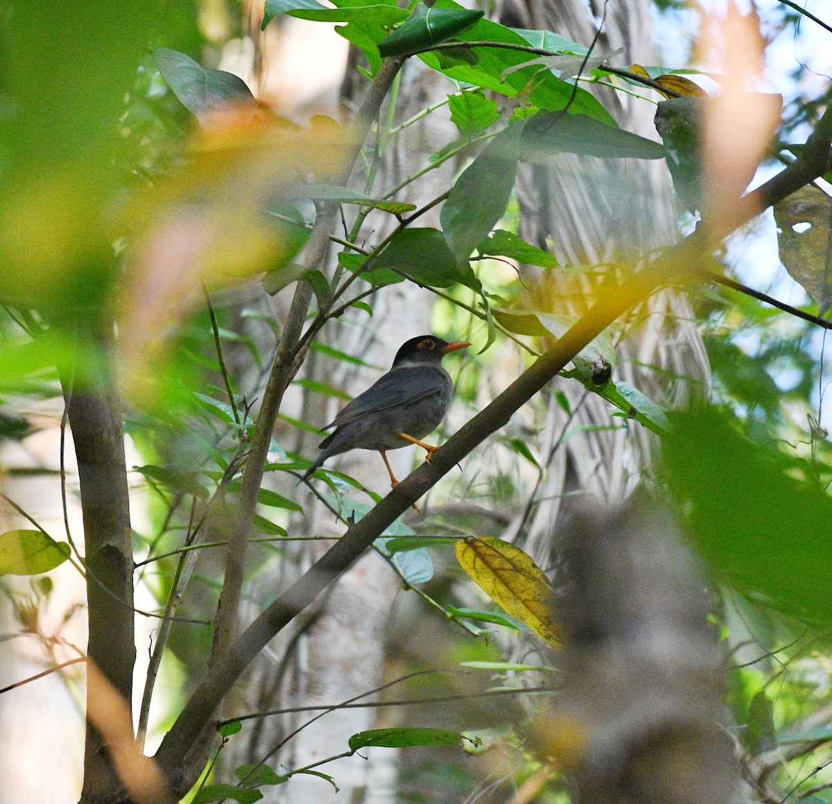 Indian Blackbird - ML613974867