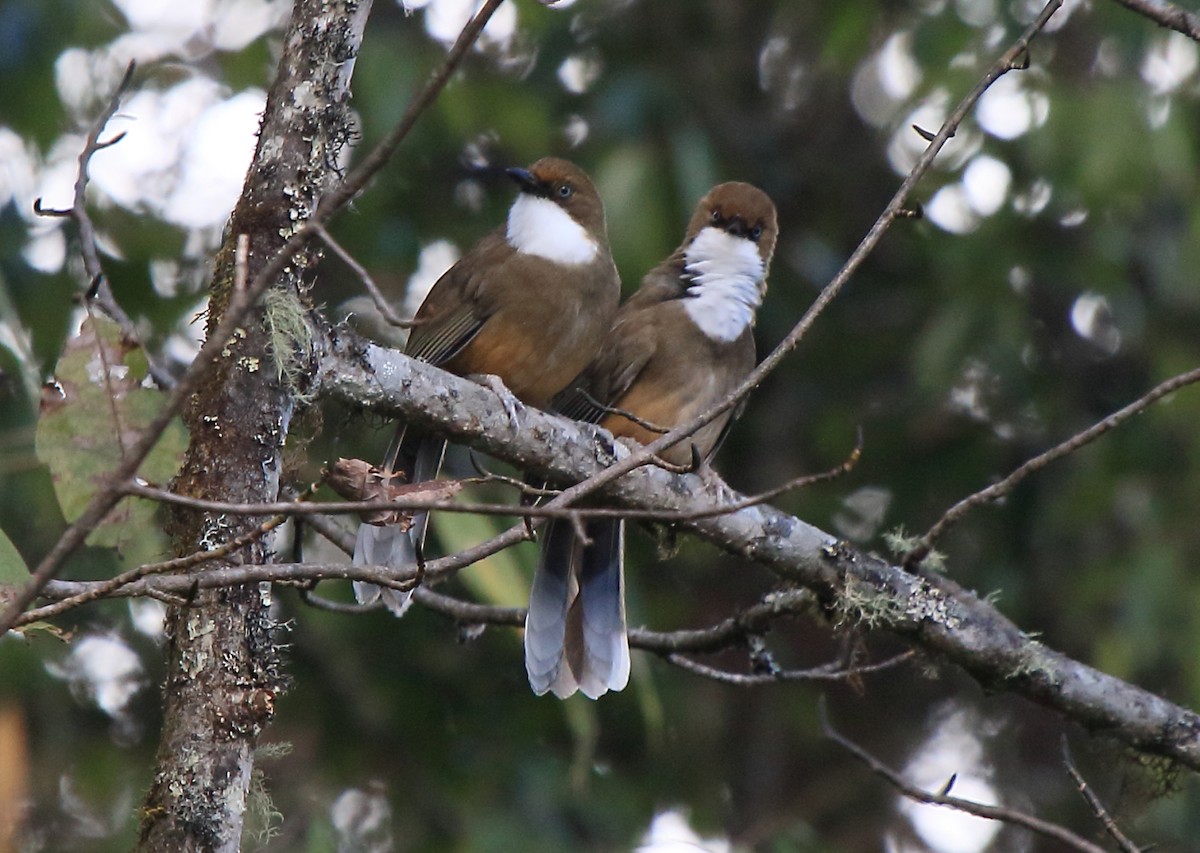 White-throated Laughingthrush - ML613974883