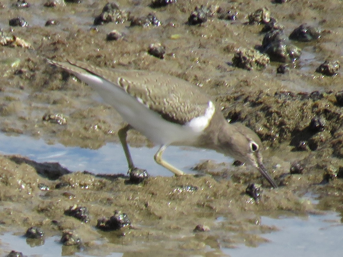 Common Sandpiper - Stephen Taylor