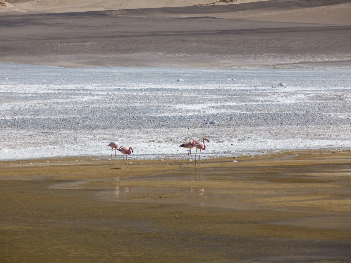 Andean Flamingo - Frank Dietze