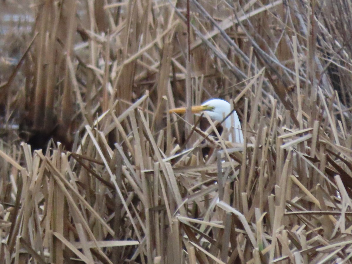 Great Egret - ML613975019