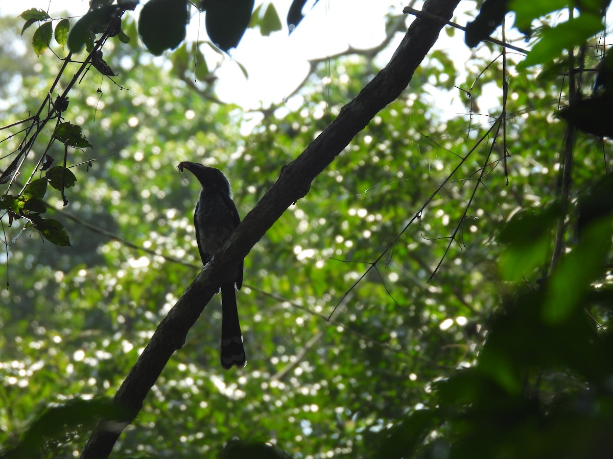 Western Dwarf Hornbill - ML613975027