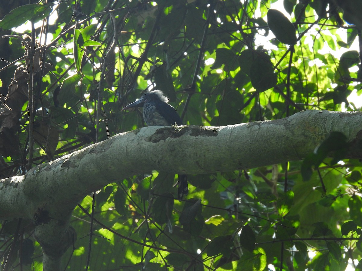 Western Dwarf Hornbill - ML613975028