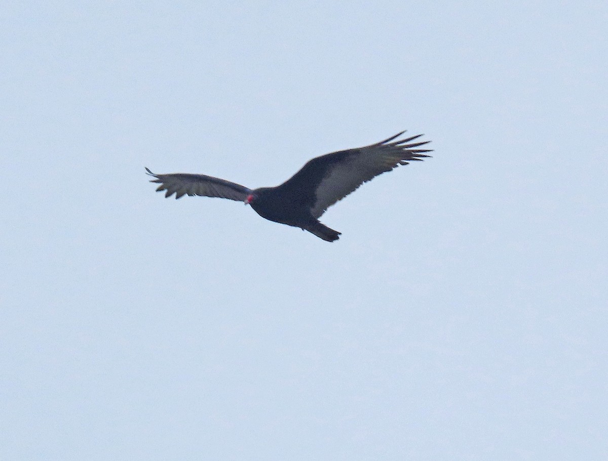 Turkey Vulture - Shilo McDonald