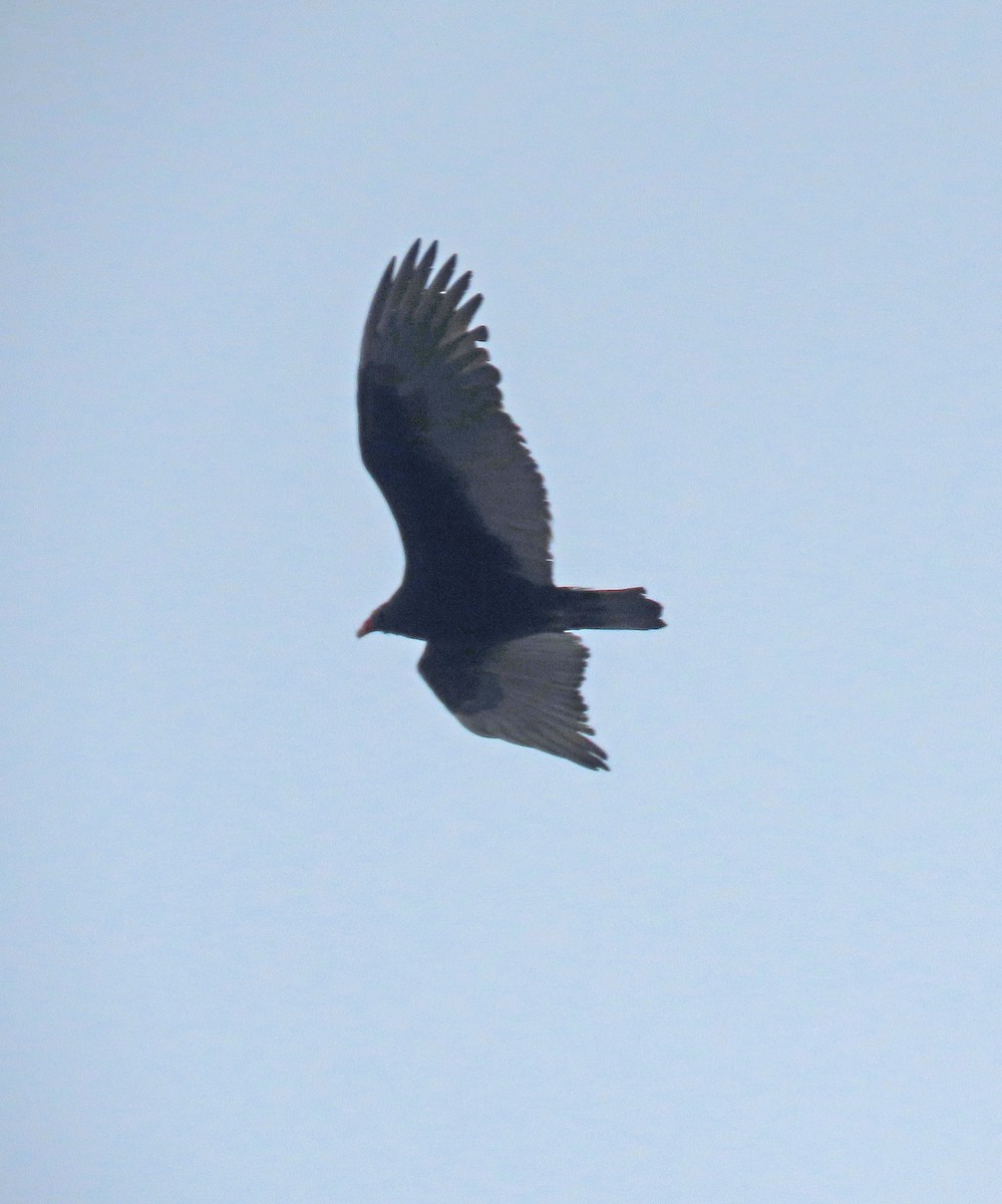 Turkey Vulture - ML613975041