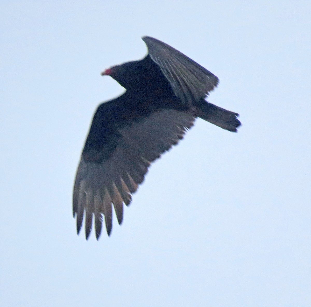 Turkey Vulture - Shilo McDonald