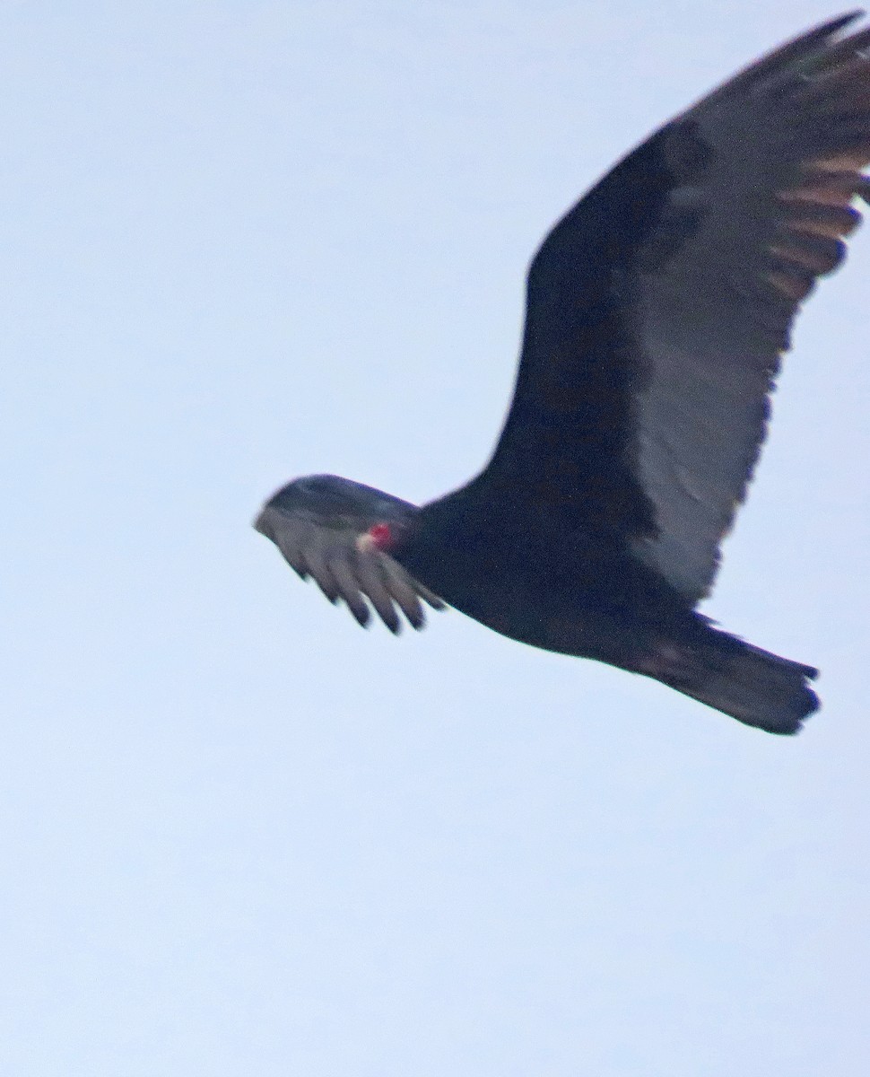 Turkey Vulture - Shilo McDonald