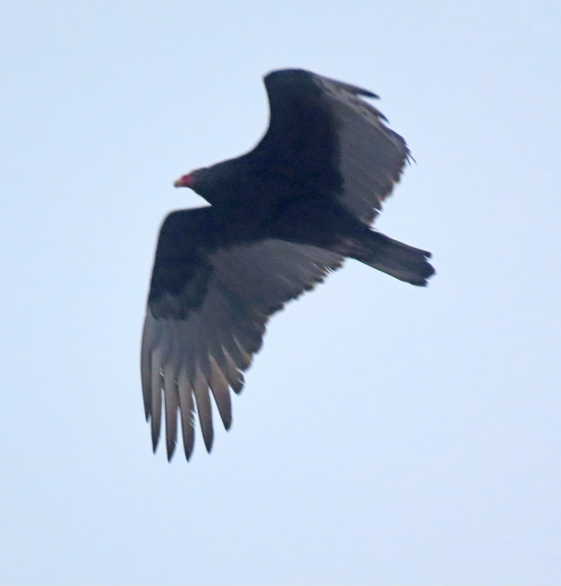 Turkey Vulture - Shilo McDonald