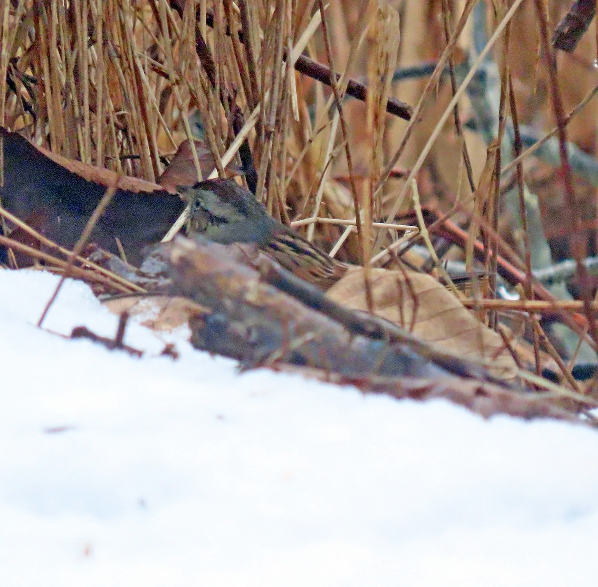 Swamp Sparrow - Shilo McDonald