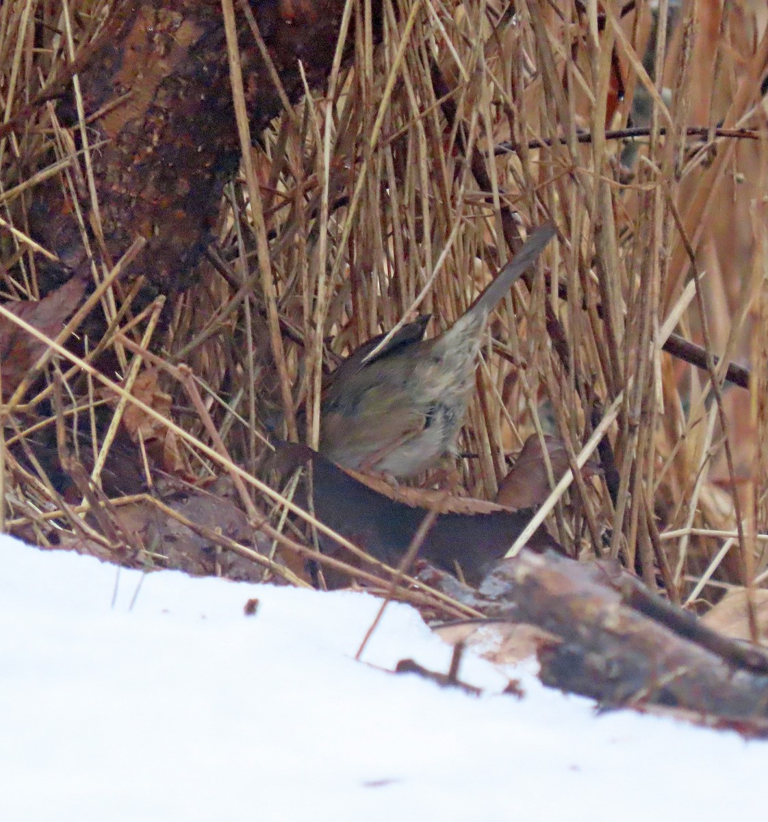 Swamp Sparrow - Shilo McDonald