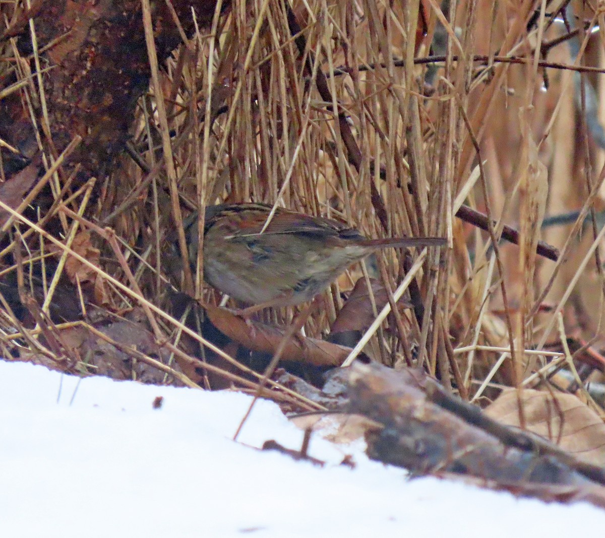 Swamp Sparrow - Shilo McDonald