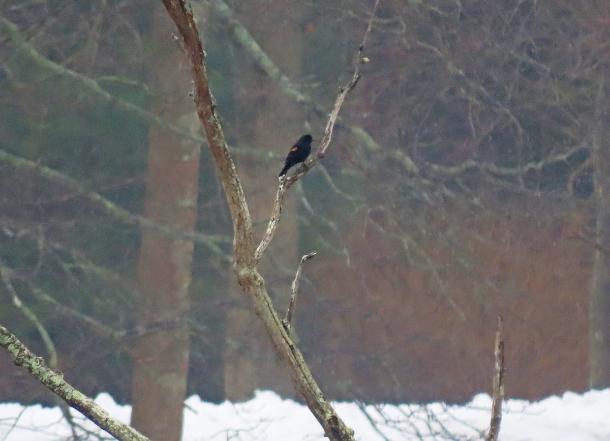 Red-winged Blackbird - Shilo McDonald