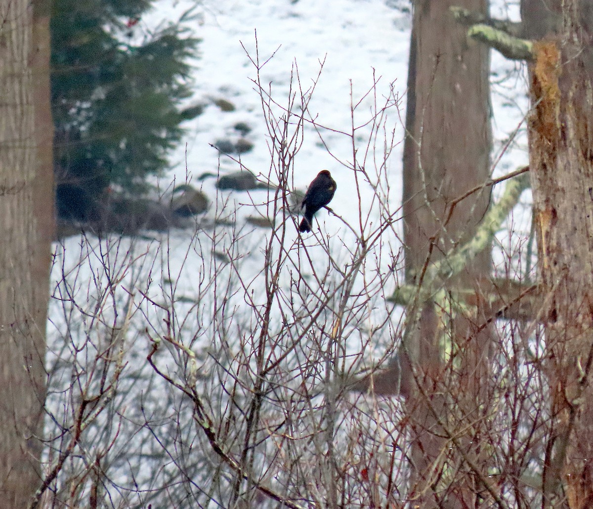 Red-winged Blackbird - ML613975057