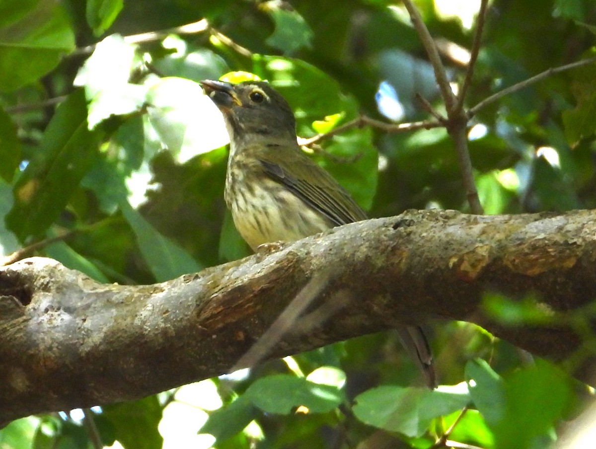 Streaked Saltator - Matt Kelly