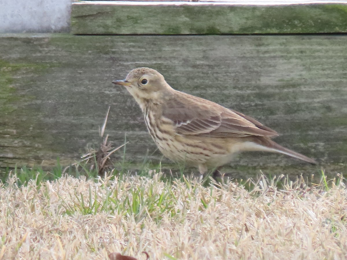 American Pipit - ML613975093