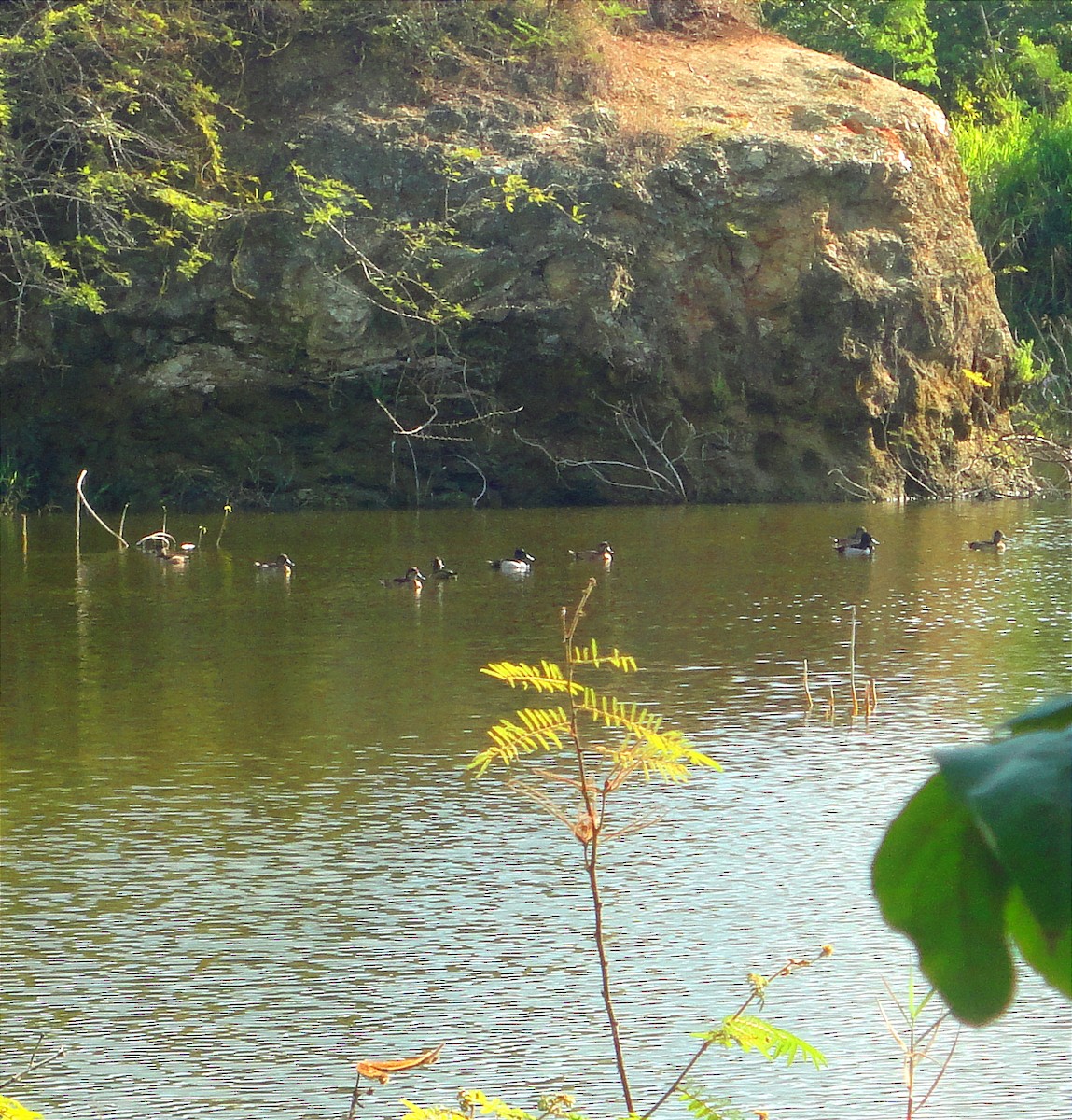 Lesser Scaup - Yoan Hernández Blaya