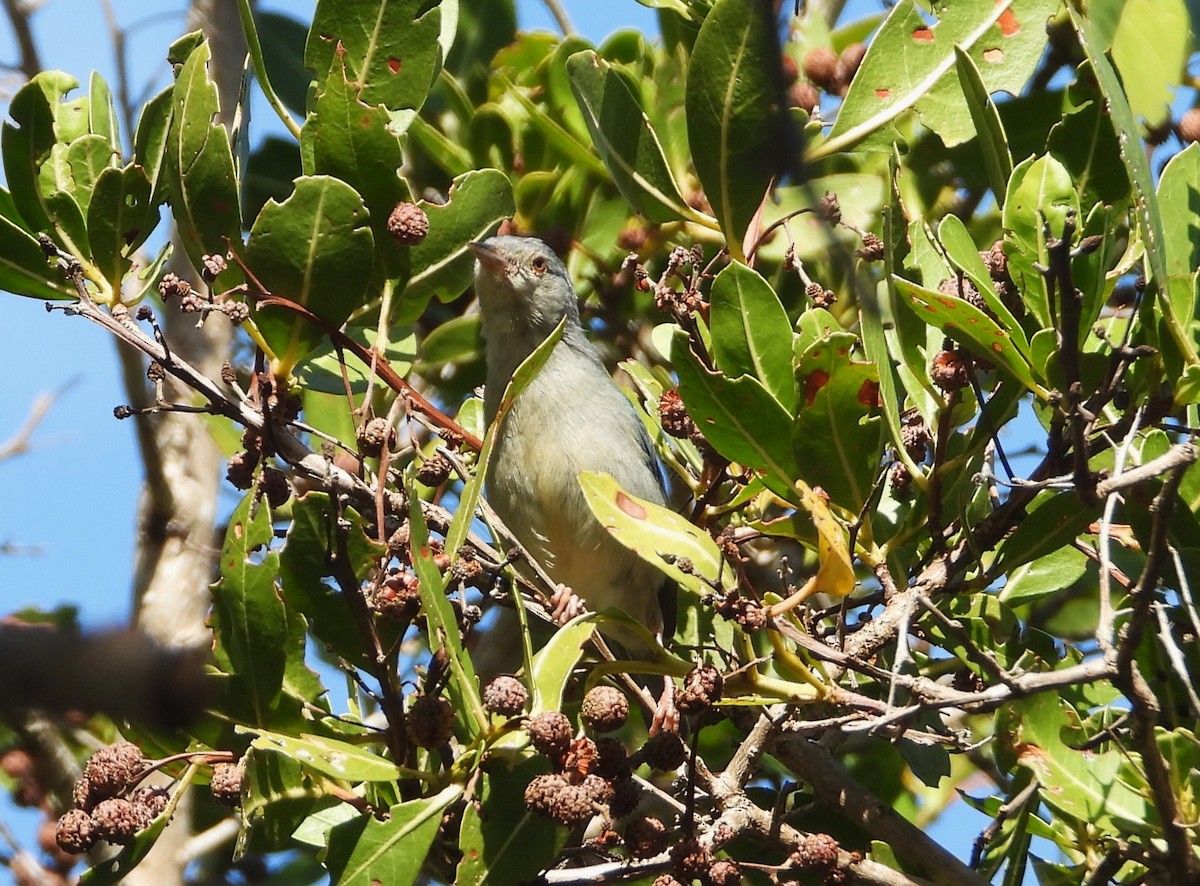 Bicolored Conebill - Matt Kelly