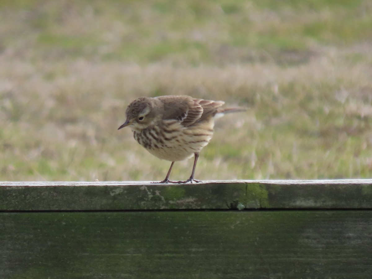 Pipit d'Amérique - ML613975157