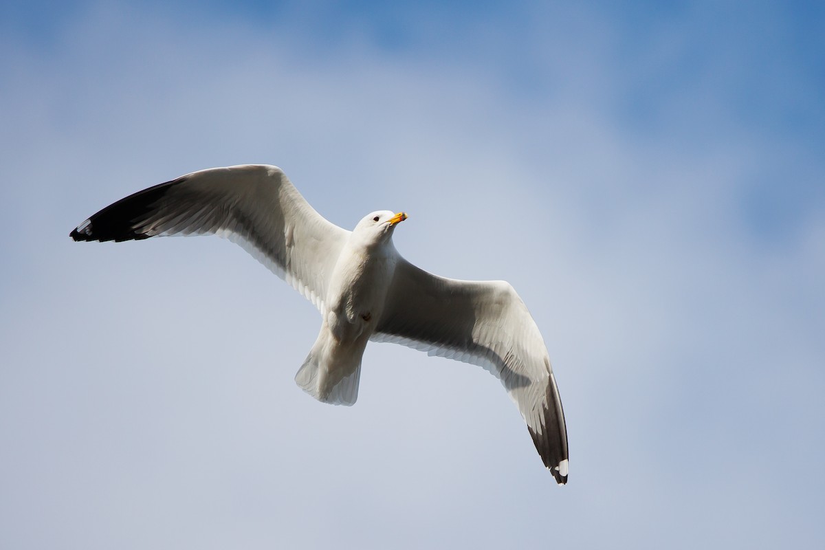 Armenian Gull - ML613975158