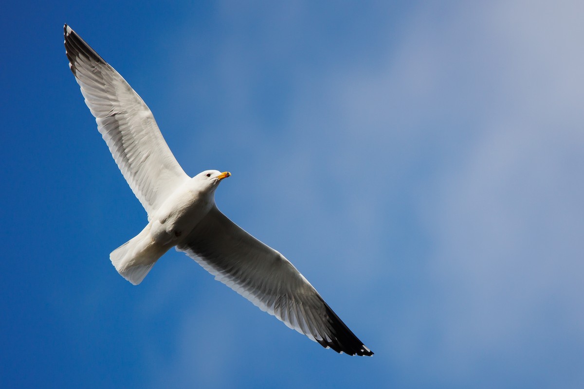Armenian Gull - ML613975160
