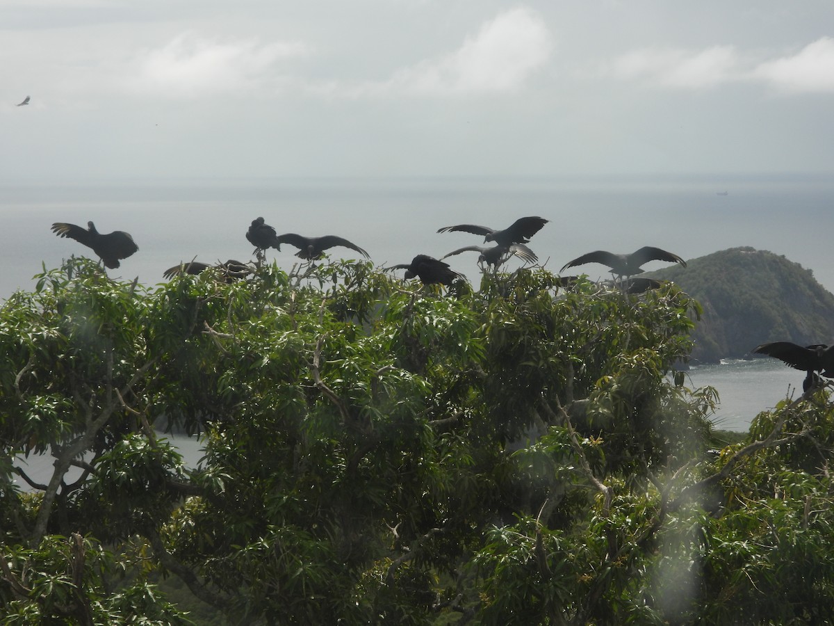 Black Vulture - ML613975175