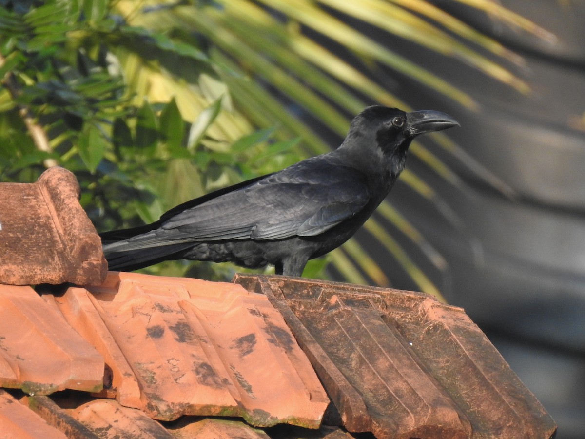 Large-billed Crow - ML613975202