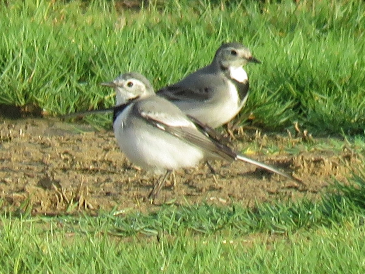 White Wagtail (White-faced) - ML613975226