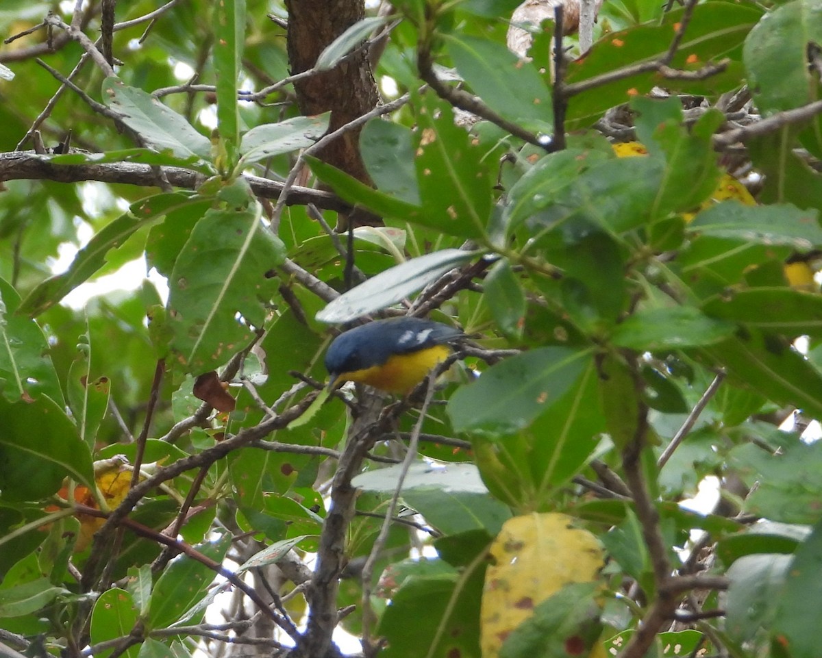 Tropical Parula - ML613975231