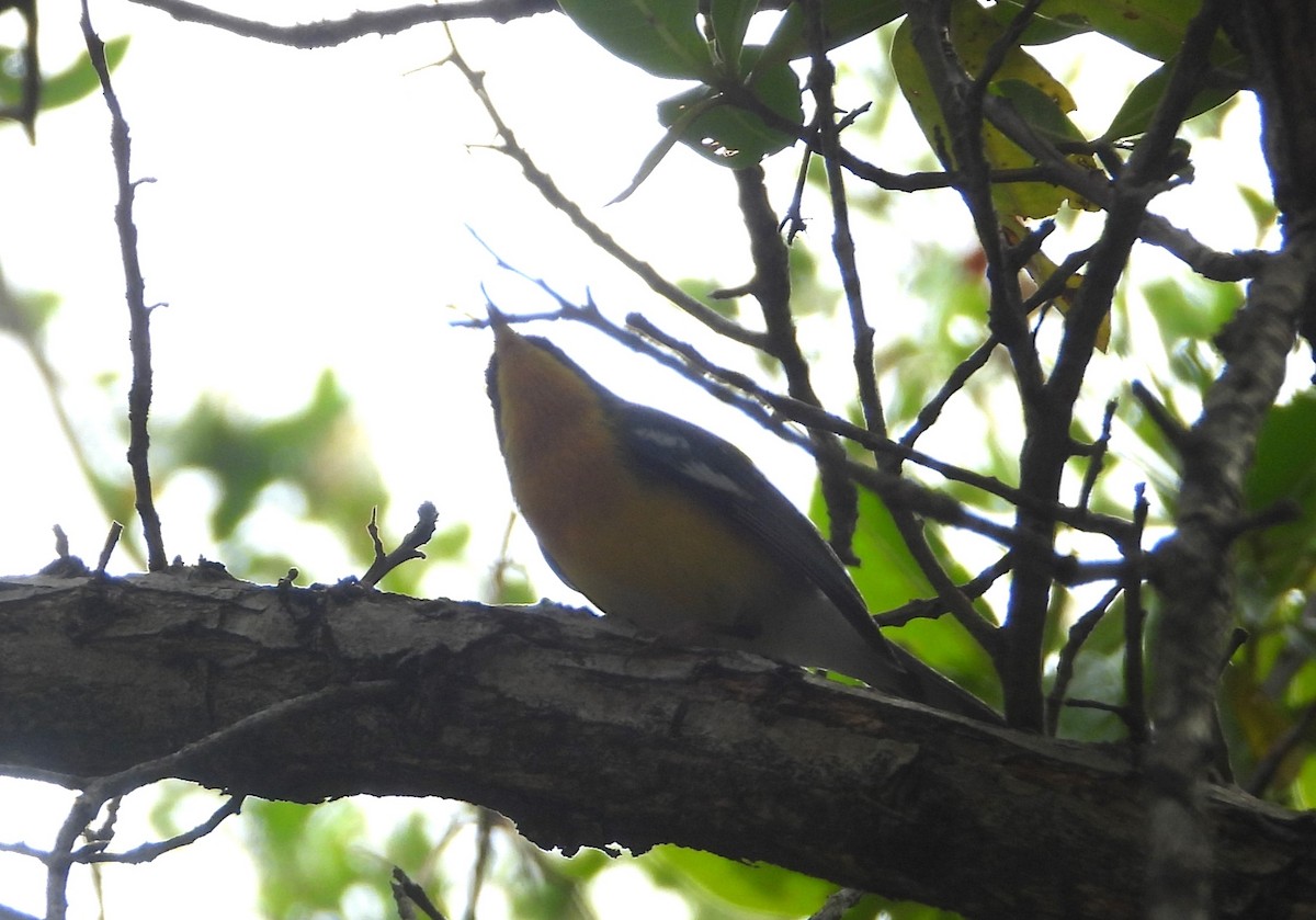 Tropical Parula - ML613975237