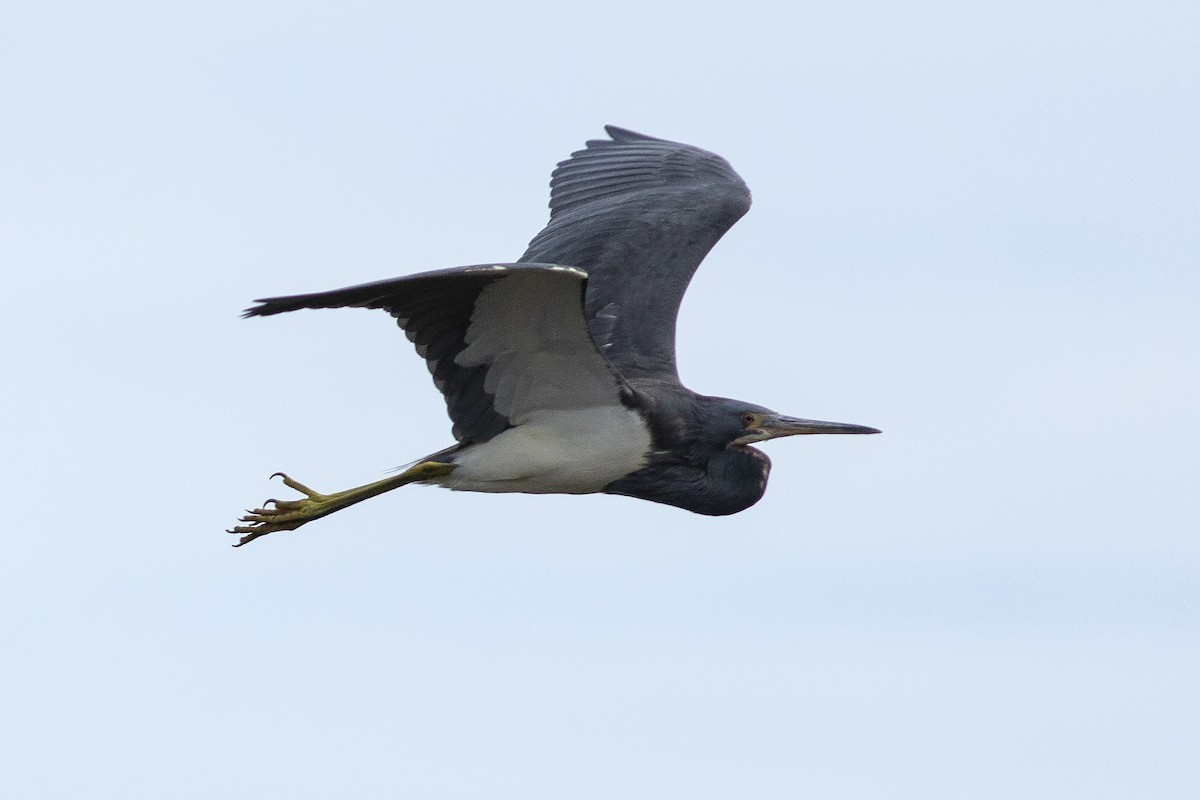 Tricolored Heron - ML613975248