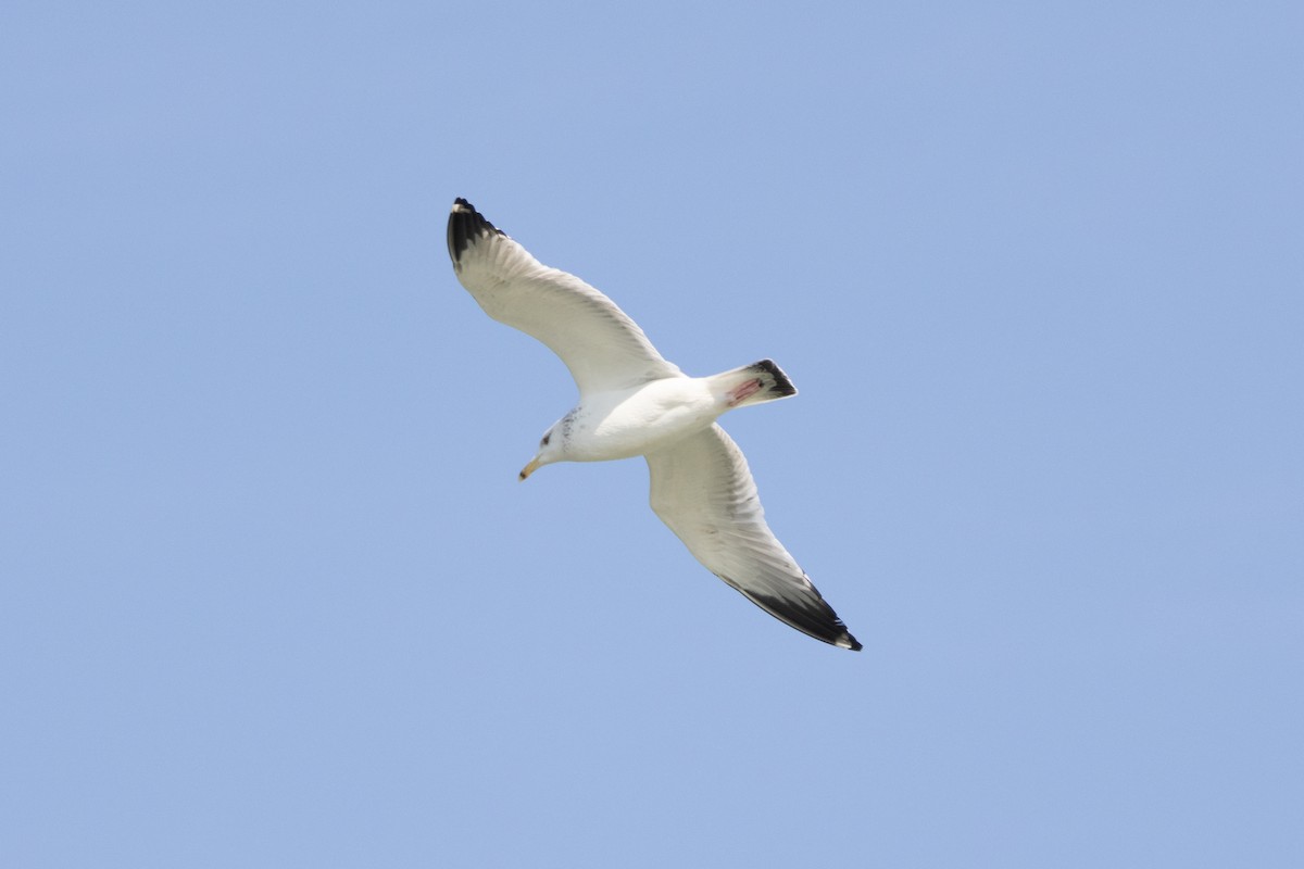 Gaviota Argéntea - ML613975265