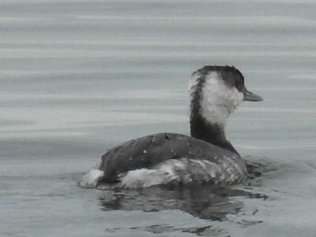 Horned Grebe - Bruce Hill