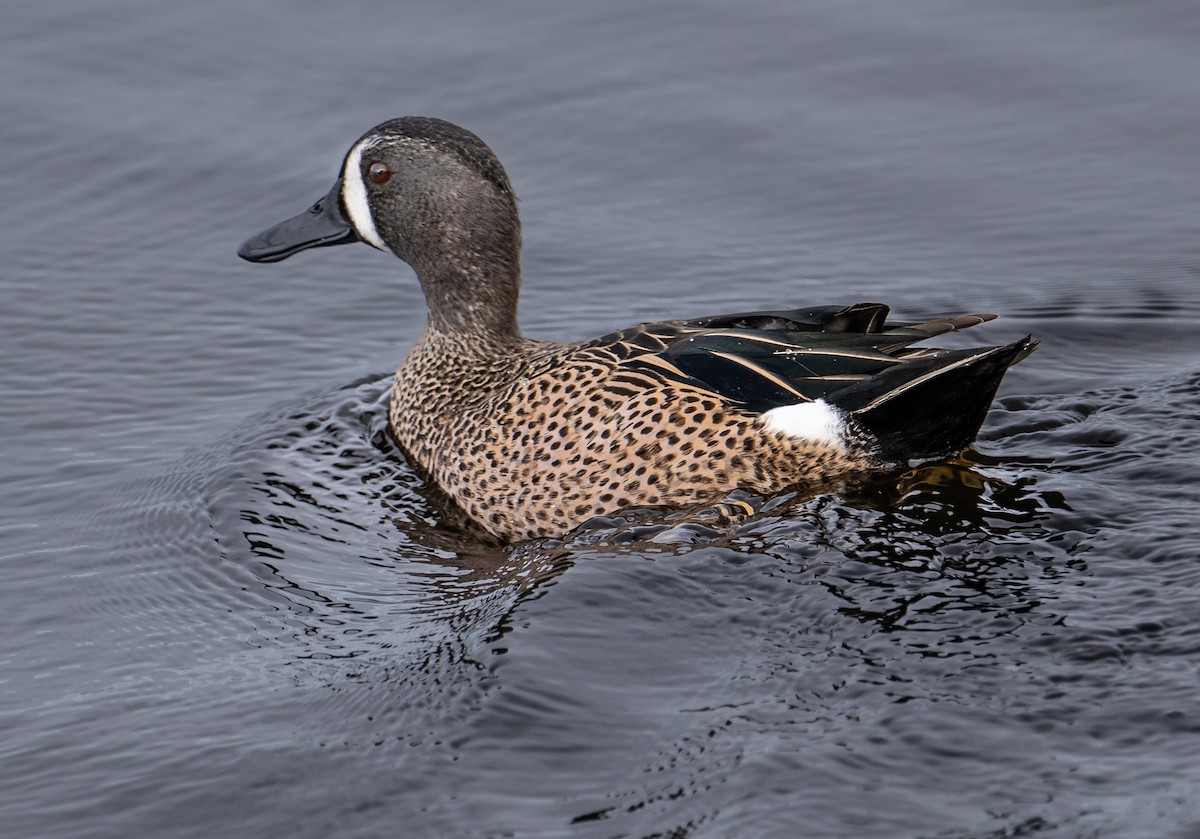 Blue-winged Teal - ML613975315