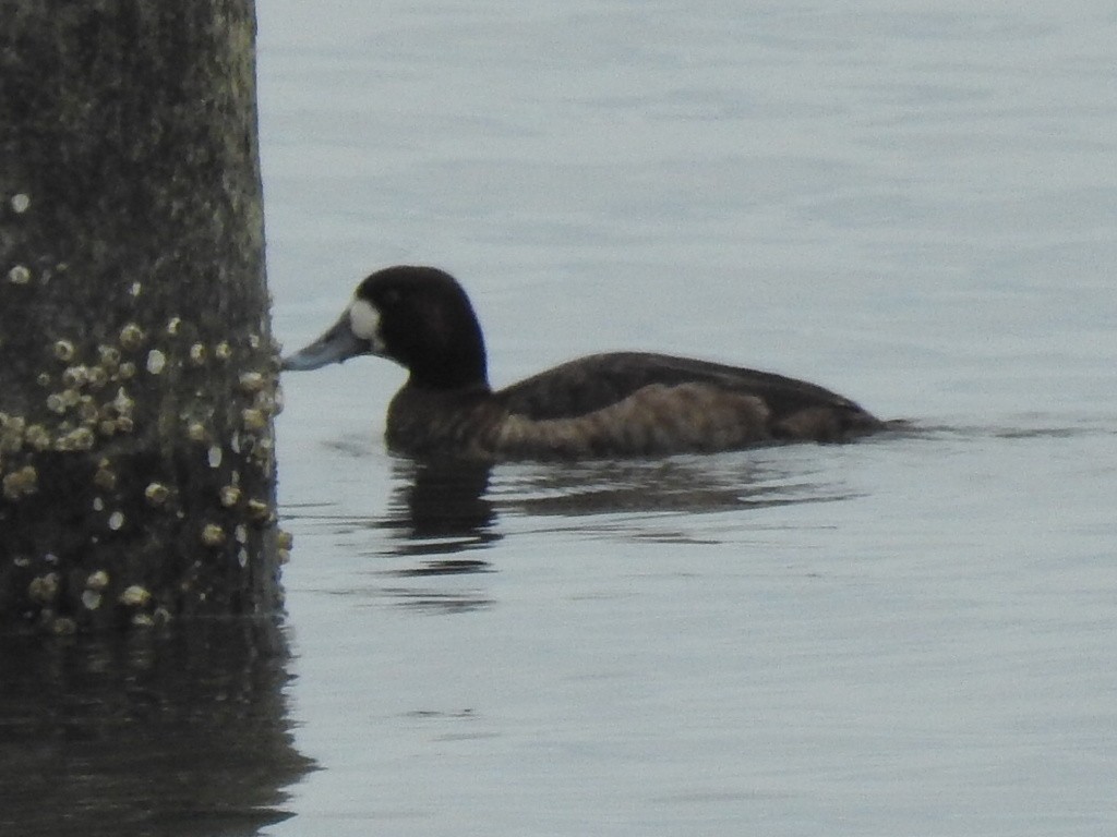 Greater Scaup - ML613975323