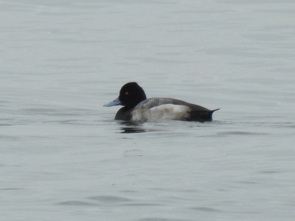 Lesser Scaup - ML613975326